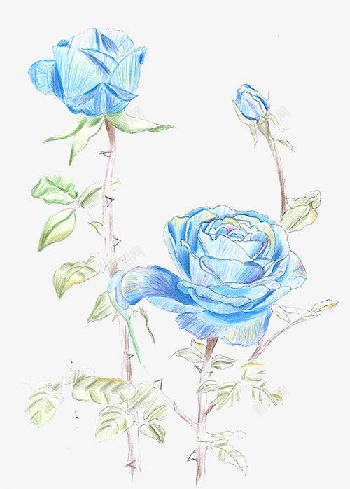 蓝色玫瑰png免抠素材_新图网 https://ixintu.com 植物 玫瑰花 绿叶 花蕾 蓝色