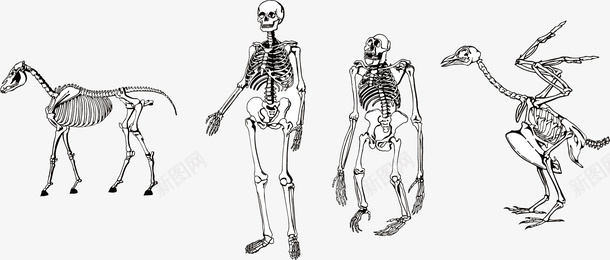 远古人物骨骼png免抠素材_新图网 https://ixintu.com 人体骨架 手绘骨骼 猿类骨架 矢量素材 矢量骨骼 骨骼