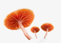 蘑菇野生蘑菇33素材