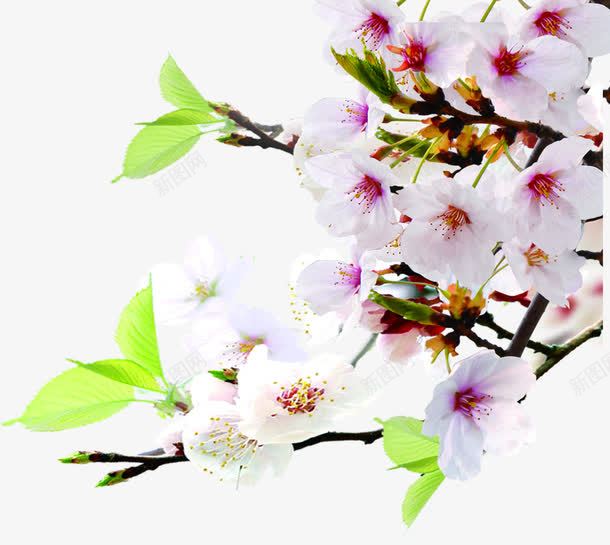 白色唯美花朵植物装饰春天png免抠素材_新图网 https://ixintu.com 春天 植物 白色 花朵 装饰