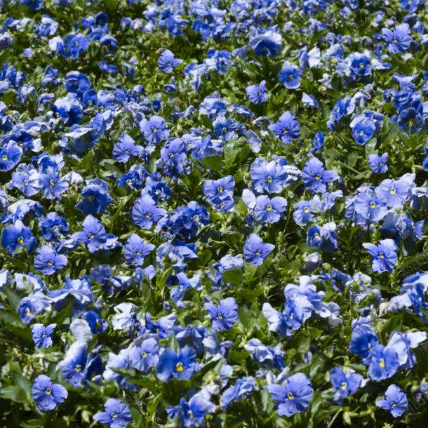 绿叶与蓝色花朵jpg设计背景_新图网 https://ixintu.com 其它类别 叶子 图片素材 植物 绿叶 绿叶与蓝色花朵图片 绿叶与蓝色花朵图片素材下载 背景花边 花朵 蓝色