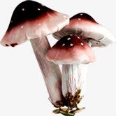 黑蘑菇图片春天黑红色蘑菇装饰高清图片