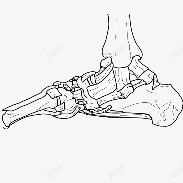 人体骨骼png免抠素材_新图网 https://ixintu.com 人体 关节 骨骼