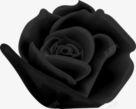 手绘黑色玫瑰图标图标