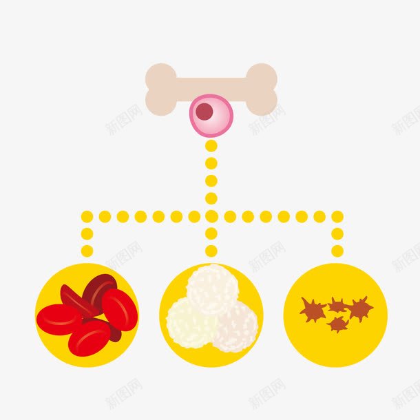 卡通骨质分析png免抠素材_新图网 https://ixintu.com 卡通分析 生物学 生物实验 骨质分析