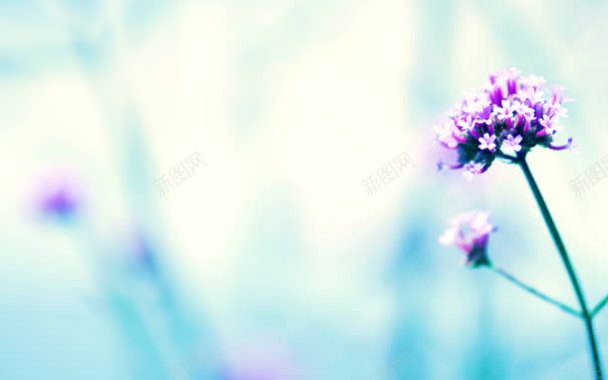 紫色浪漫小花背景