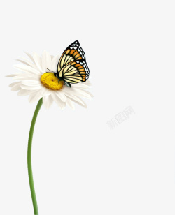 蝴蝶和花素材