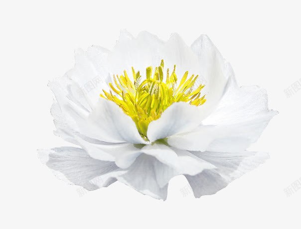 实拍白色花朵效果植物png免抠素材_新图网 https://ixintu.com 实拍 效果 植物 白色 花朵
