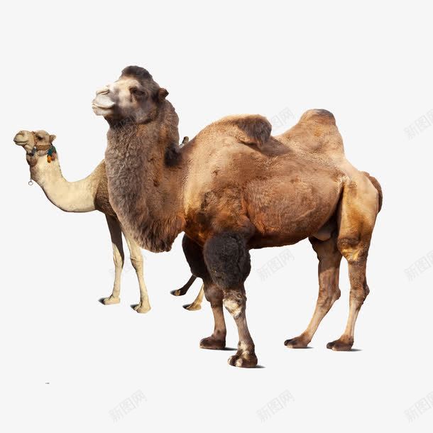 两只骆驼png免抠素材_新图网 https://ixintu.com 两只 动物 骆驼