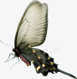 蛾子丑陋的大蝴蝶高清图片
