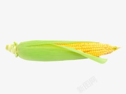 实拍玉米玉米实拍图元素高清图片