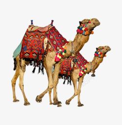 实拍骆驼二只素材