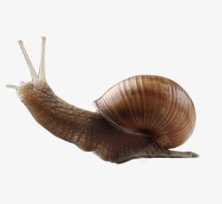 锷墿锲爬出壳的蜗牛高清图片
