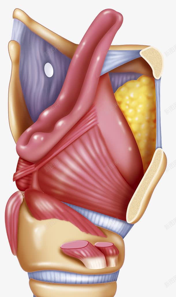 人体甲状腺png免抠素材_新图网 https://ixintu.com 人体器官 甲状腺 甲状软骨 腺体