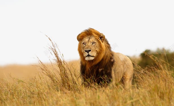 捕猎非洲狮png免抠素材_新图网 https://ixintu.com 准备 捕猎 草原 非洲狮