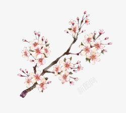 中国画粉色桃花花瓣素材