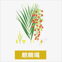 麒麟竭麒麟竭高清图片