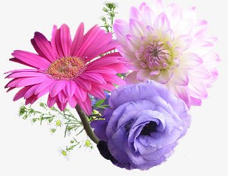 粉色紫色花朵png免抠素材_新图网 https://ixintu.com 粉色 素材 紫色 花朵