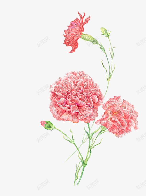 红色花球png免抠素材_新图网 https://ixintu.com 手绘 植物 红色 绿植 花卉 花苞