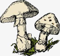 蘑菇菌类植物素材