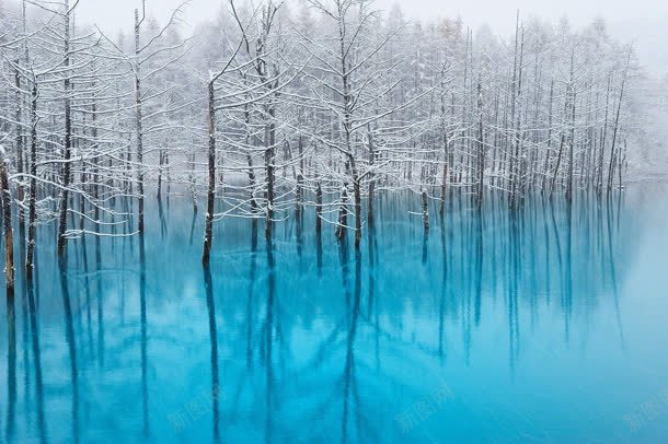 蓝色水面上的白色枯树林海报背景jpg设计背景_新图网 https://ixintu.com 枯树 水面 海报 白色 背景 蓝色