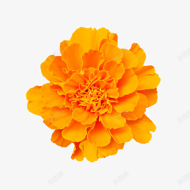 抽象花朵抽象鲜花png免抠素材_新图网 https://ixintu.com 唯美花卉图片 手绘花朵 手绘鲜花 抽象花朵图片抽象鲜花图片素材免费下载 抽象鲜花图片 花卉 花卉图案素材