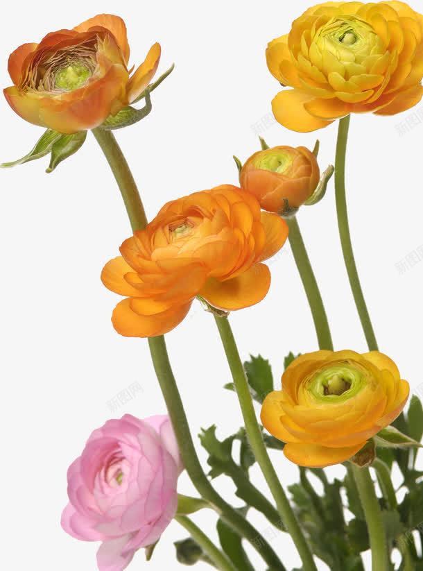 黄色花卉古典装饰png免抠素材_新图网 https://ixintu.com 古典 花卉 装饰 黄色