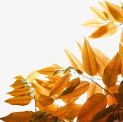 清秋秋天黄色树叶高清图片
