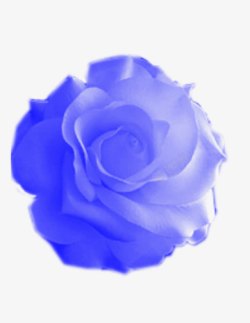 淡蓝色玫瑰手绘花卉高清图片