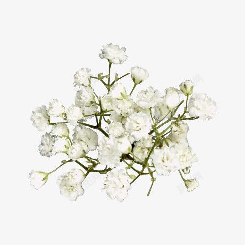 白色小花png免抠素材_新图网 https://ixintu.com 卡通 手绘 桔梗 白色 简图 绿色 花丛 花朵