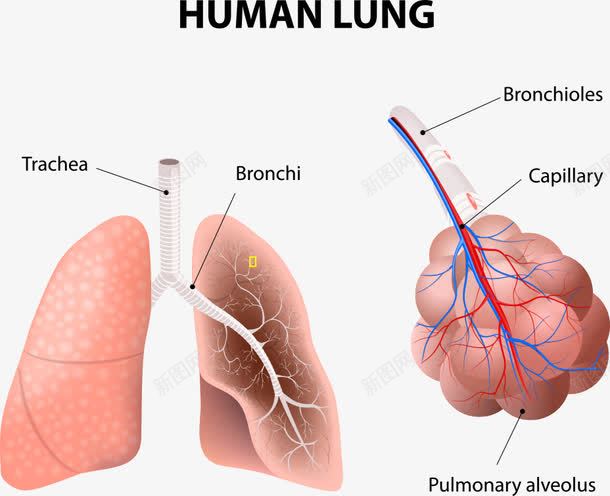 肺部和结构图png免抠素材_新图网 https://ixintu.com 人体 卡通肺部 结构图 肺部