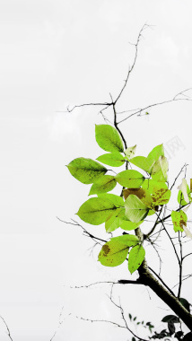 简约树木叶子摄影H5背景psd分层摄影图片