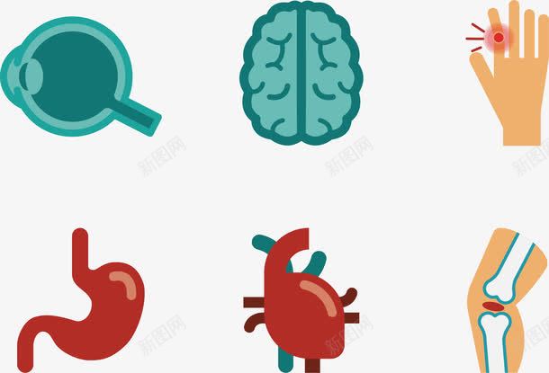 人体器官png免抠素材_新图网 https://ixintu.com 器官 手掌 手绘 管道 肠胃 肺部 胃部 骨骼