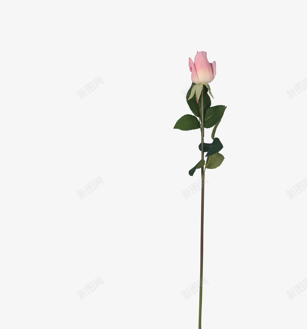 粉色玫瑰花png免抠素材_新图网 https://ixintu.com png图形 png装饰 玫瑰花 花卉 花朵 装饰