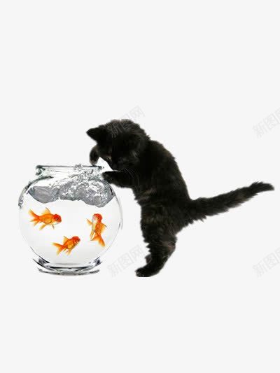 猫吃鱼png免抠素材_新图网 https://ixintu.com 猫 猫吃饭 金鱼 鱼 鱼缸
