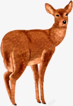 棕色小鹿动物素材