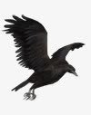 飞舞的老鹰黑色飞舞的老鹰高清图片
