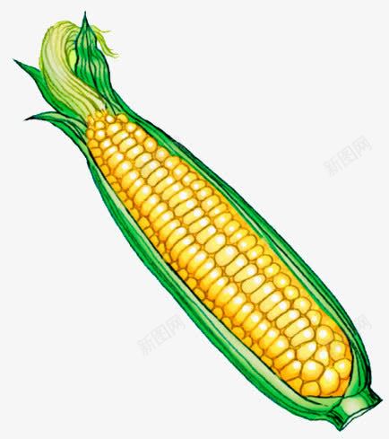 甜玉米食物png免抠素材_新图网 https://ixintu.com 玉米粒 玉米须 粗粮食物 黄色玉米
