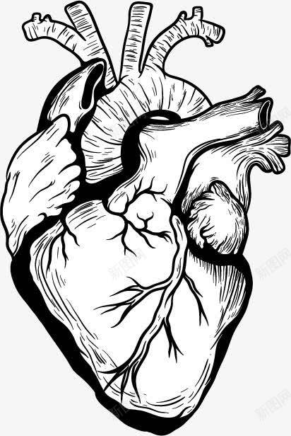 手绘心脏png免抠素材_新图网 https://ixintu.com 左心房左心室右心房右心室心脏器官人体