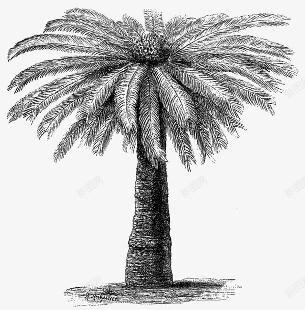 手绘椰子树png免抠素材_新图网 https://ixintu.com 手绘树 手绘椰子树 椰子树 素描椰子树 黑白叶子 黑白椰子树