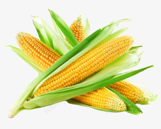 一堆新鲜玉米png免抠素材_新图网 https://ixintu.com 水果 玉米 蔬菜 食物