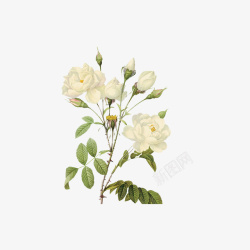 白色手绘植物花卉装饰图案素材
