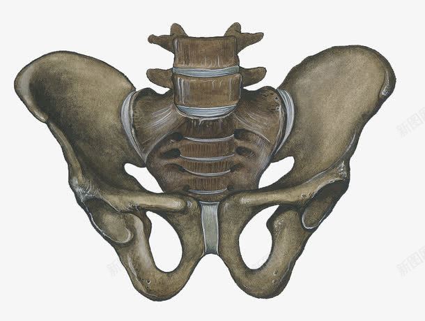 彩铅手绘骨盆细节插图png免抠素材_新图网 https://ixintu.com 关节 医学 尾骨 骨 骨头 骨盆 髋骨