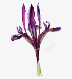紫色花蕊素材