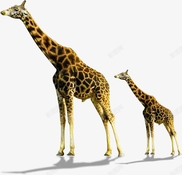 长颈鹿动物可爱png免抠素材_新图网 https://ixintu.com 动物 可爱 长颈鹿