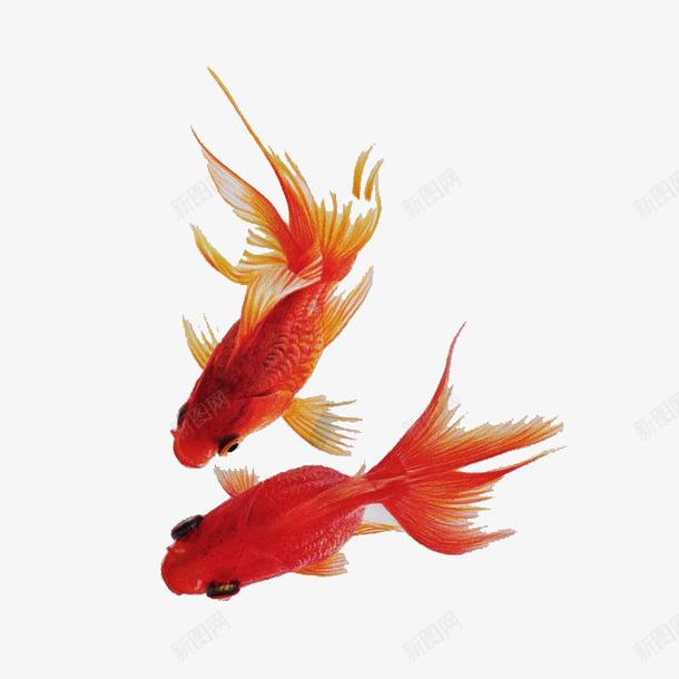 红色观赏鱼png免抠素材_新图网 https://ixintu.com 海报素材 红色 观赏鱼 金鱼