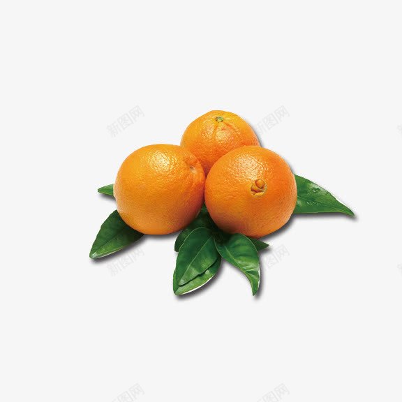 脐橙png免抠素材_新图网 https://ixintu.com 三个 橙子