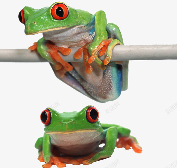 青蛙爬行动物psd免抠素材_新图网 https://ixintu.com PSD格式素材 免费PNG 实物 爬行动物 青蛙