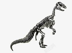 侏罗纪化石霸王龙化石高清图片