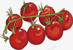精美西红柿矢量图素材